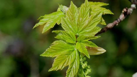 hojas de sicómoro recién abiertas. primavera. islas británicas