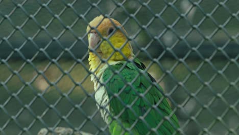 loro con cabeza amarilla y plumas verdes detrás de una valla de enlace de cadena