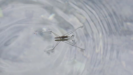 Primer-Plano-De-Un-Zancudo-De-Agua-Caminando,-Nadando-En-El-Agua-En-Cámara-Lenta