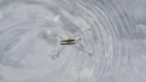 primer plano de un zancudo de agua caminando, nadando en el agua en cámara lenta