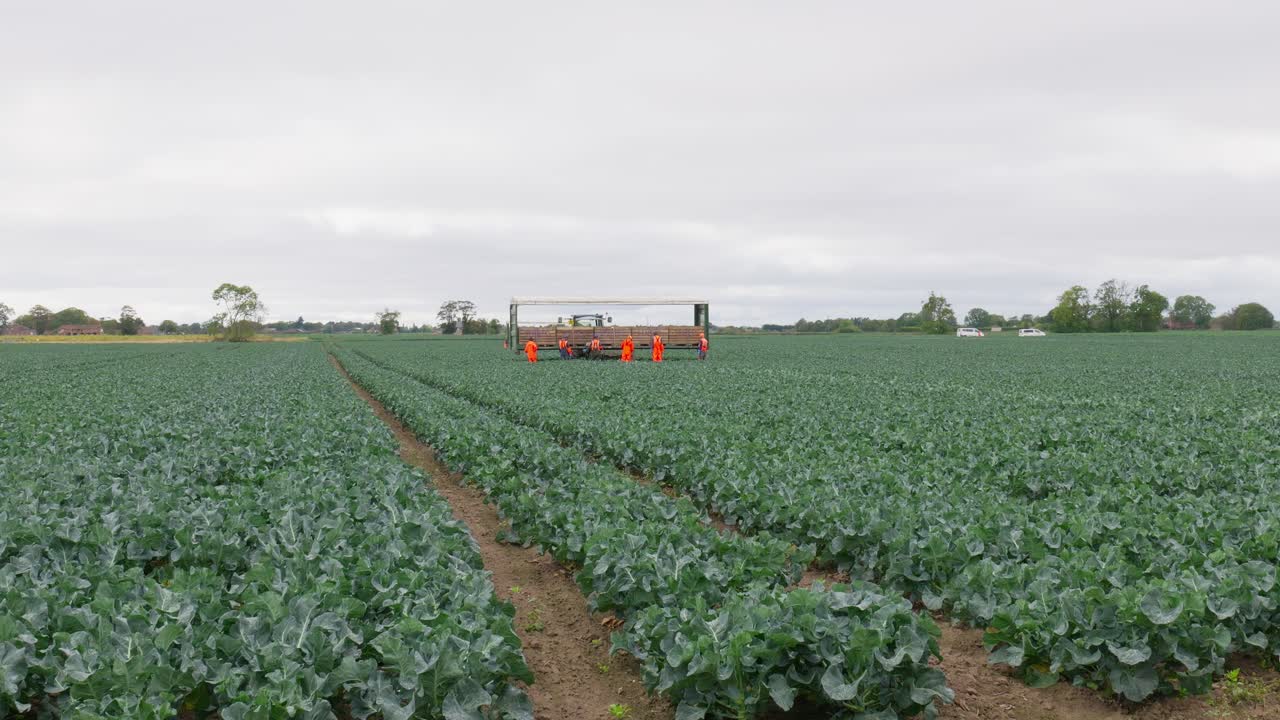 English farmers harvesting vegetable crops with east European workers picking broccoli in the Lincolnshire fields and countryside. Rural farming scene