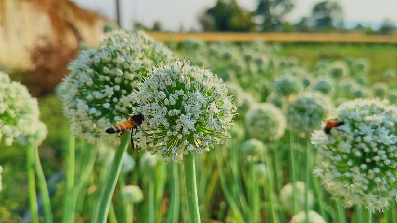 Nærbillede af flere honningbier, der aktivt samler nektar på hvide løgblomsterhoveder, grønne stængler og varmt sollys, der fremhæver bestøvningsaktivitet og naturlige markteksturer