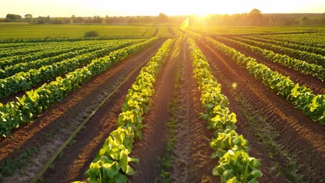 agricultural field at sunrise