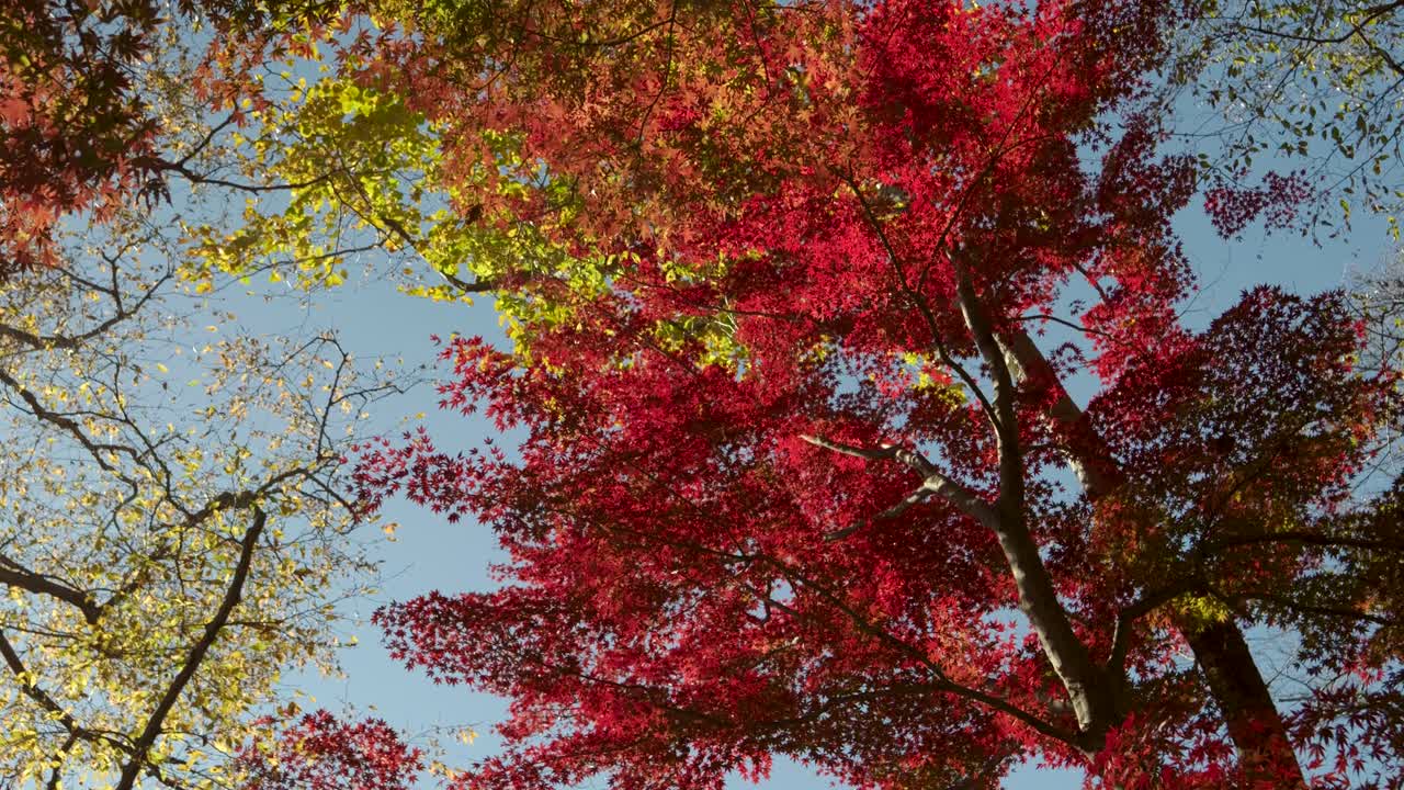 빨간색과 노란색으로 높은 가을 색의 나무 위에 느린 동작 회전 을보고