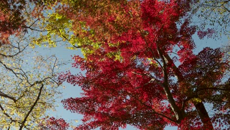 Looking up slow motion rotating shot over tall fall color trees in red and yellow