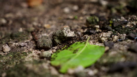 ants crawling with leaf lying on the ground - close up