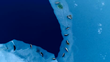 aerial view over seals on white ice floe in iceland. seals are next to the blue sea.