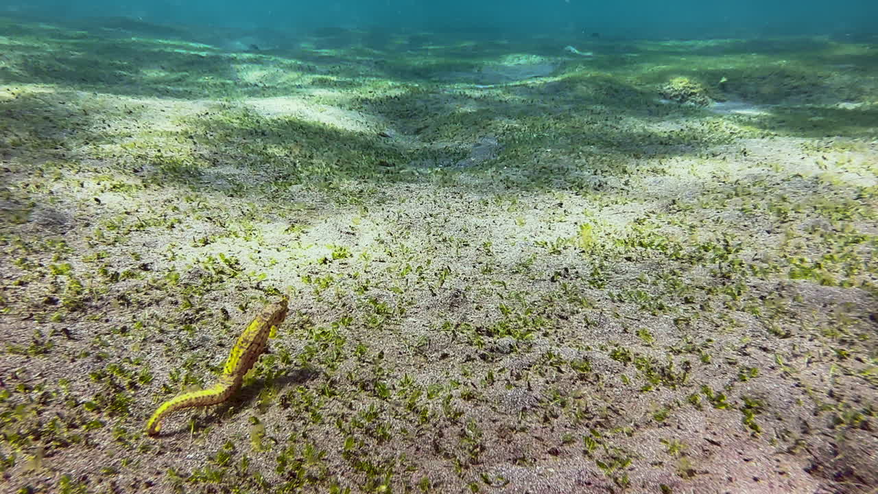 Yellow seahorse hovering at shallow depth over seabed partly overgrown with seagrass