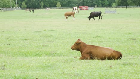 beef and milky cattle in a farmland meadow