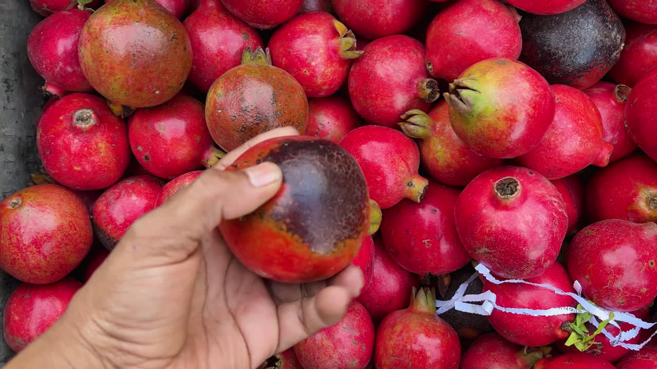 Håndplukning af modne granatæbler fra en bunke frisk frugt