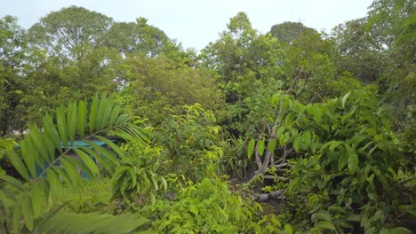 "Low-to-high-drone-like-shot-through-vibrant-tropical-trees-during-daylight