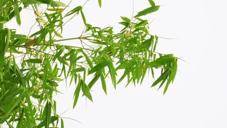 Vertical-footage---Tropical-green-waving-bamboo-tree-branch-blowing-in-wind-natural-relax-background-concept-with-sunlight,-abstract-and-bokeh