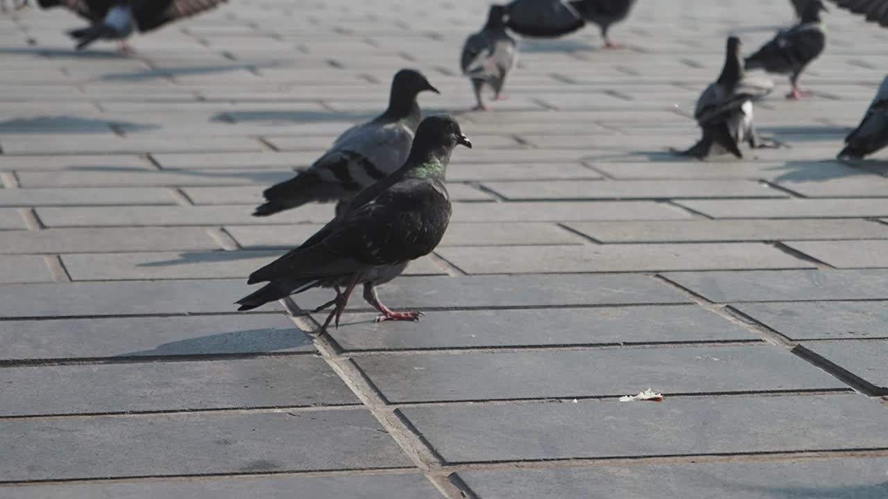 도시 거리에서 비둘기