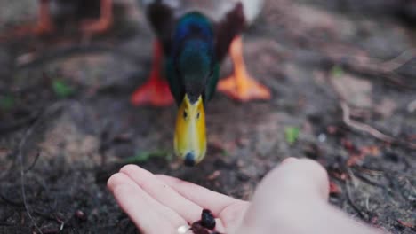 mallard duck feeding of human hand