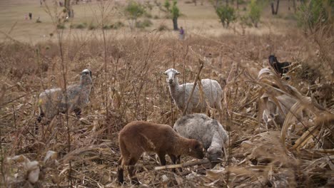 Small-Flock-of-Sheep-Grazing