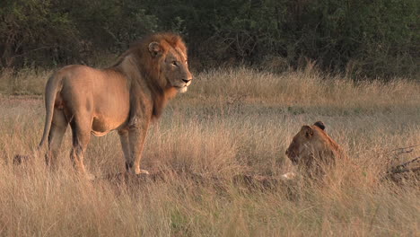 Männlicher-Löwe-Bewacht-Weibliche-Löwin-Im-Afrikanischen-Wildpark-Zur-Goldenen-Stunde