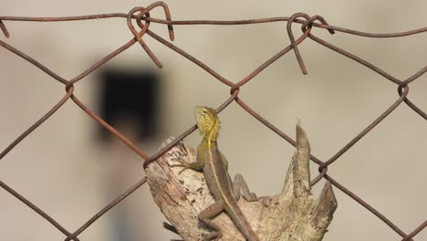 lizard in border area - waiting for food - pry