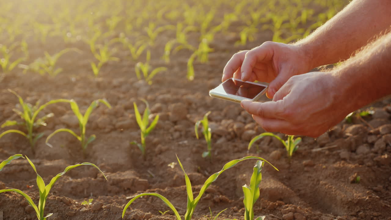 as fotos do agricultor brotos de milho jovem no campo usam smartphone no quadro são visíveis apenas