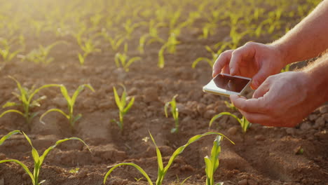 las imágenes del agricultor brotes de maíz joven en el campo usan un teléfono inteligente en el marco solo son visibles