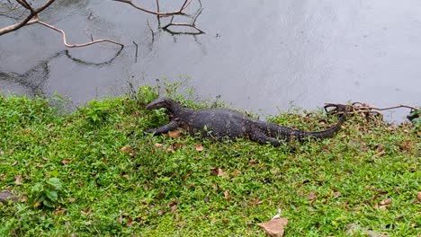 asian water monitor lizard varanus salvator sitting at waters edge during heavy rain at kandy lake kiri muhuda in kandy sri lanka