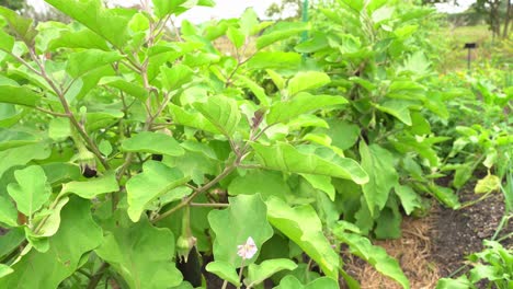 Schöne-Schwenkaufnahme-Einer-Zwiebel-Mit-Violetter-Aubergine-Und-Glänzender-Mediterraner,-Leuchtend-Violetter-Haut-Im-Botanischen-Garten