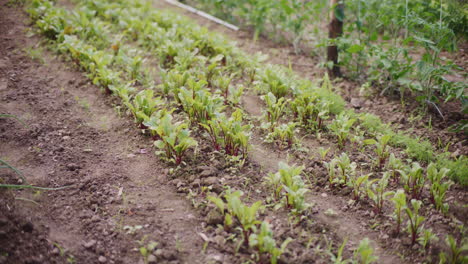 Cultivo-De-Remolachas-Rojas-Jóvenes-En-Camas,-Cultivo-De-Alimentos-Orgánicos