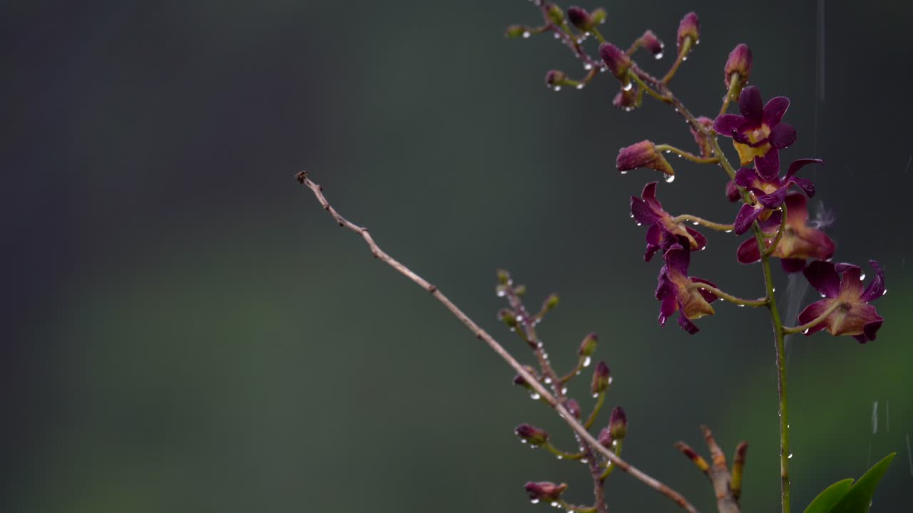 빅토리아 덴드로비움 (queen victoria dendrobium) 은 세이 섬 마헤의 정원에서 강한 비가 내리는 동안 꽃을 피운다.