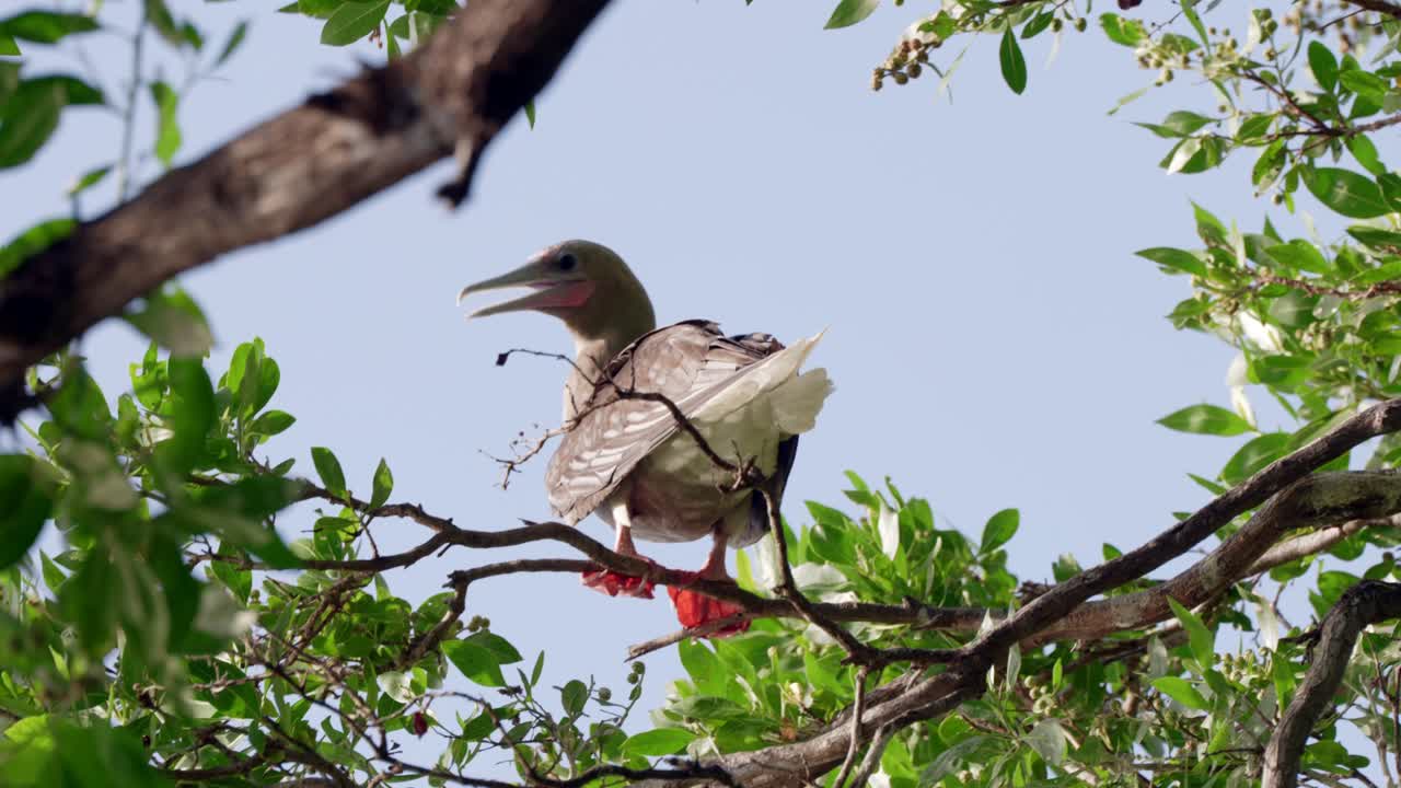 un booby de patas rojas se sienta en la rama de un árbol en little cayman en las islas caimán