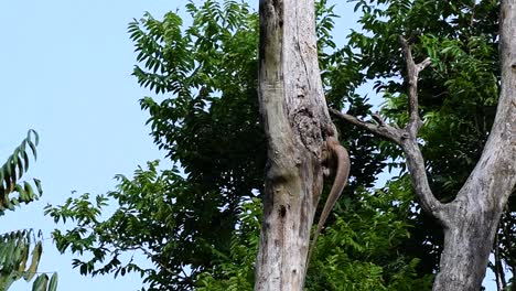 El-Lagarto-Monitor-Nublado-Se-Encuentra-En-Tailandia-Y-Otros-Países-De-Asia