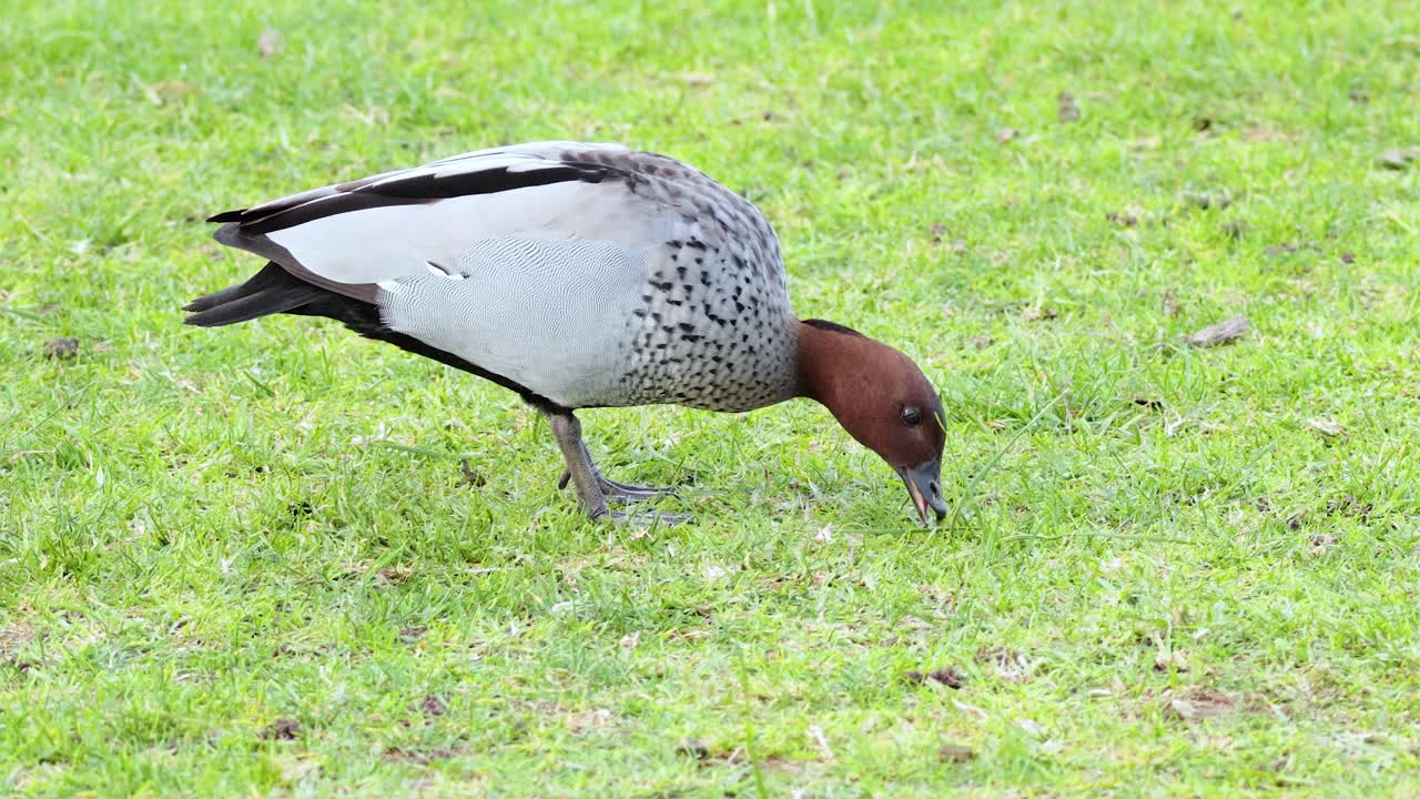 잔디 에서 음식 을 찾고 있는 오리