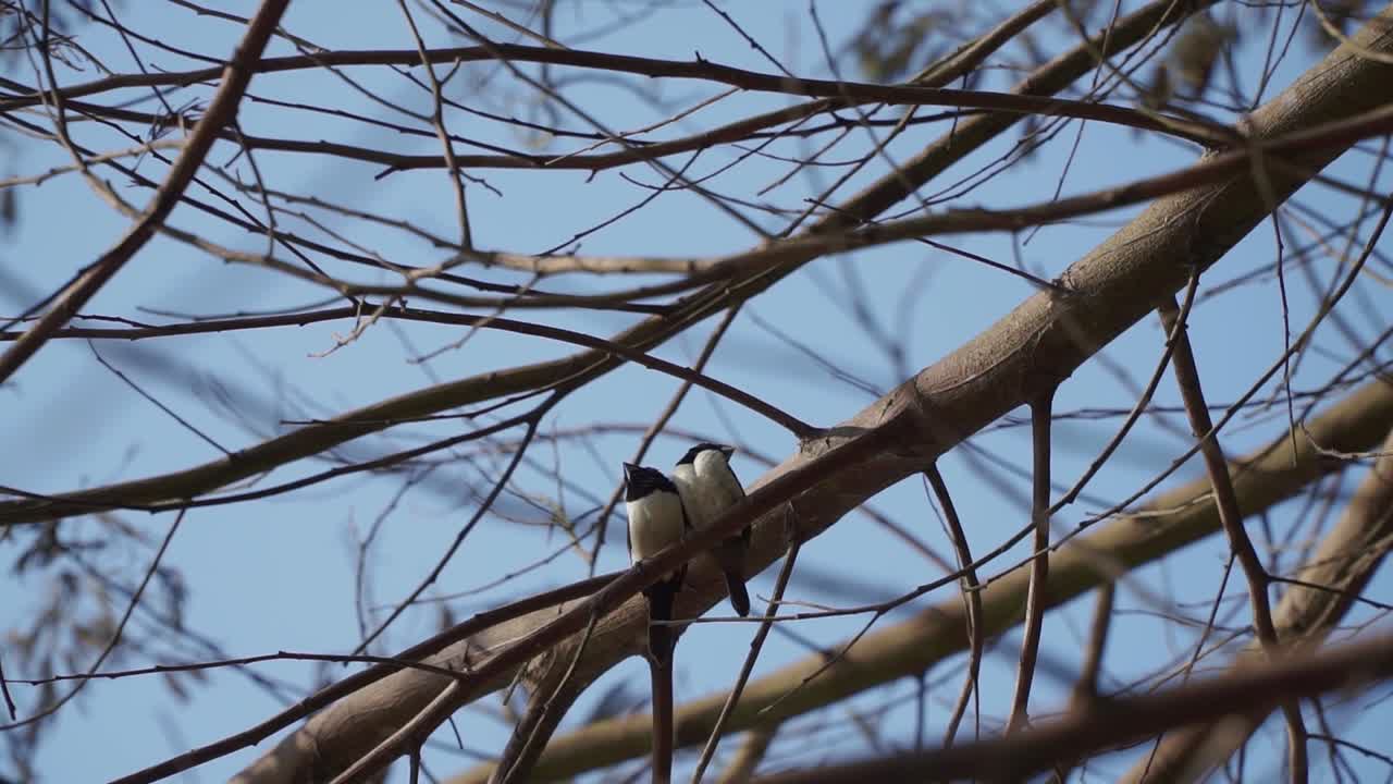 dos pájaros pipit indonesios están posados en la rama del árbol - lonchura leucogastroides
