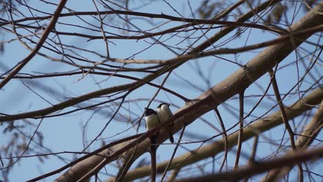 two indonesian pipit bird are perching on the tree branch - lonchura leucogastroides