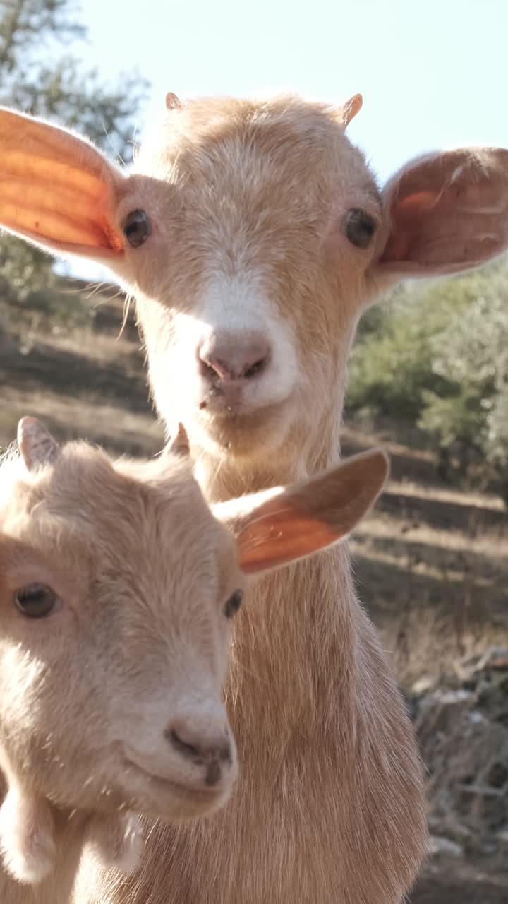 Giovane capra giocosa che posa con grazia in una fattoria soleggiata