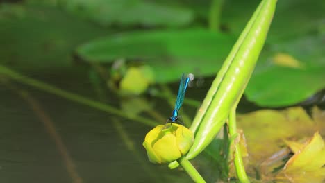 la hermosa demoiselle (calopteryx virgo) es una damselfly europea perteneciente a la familia calopterygidae. a menudo se encuentra a lo largo de aguas de flujo rápido donde está más en casa.