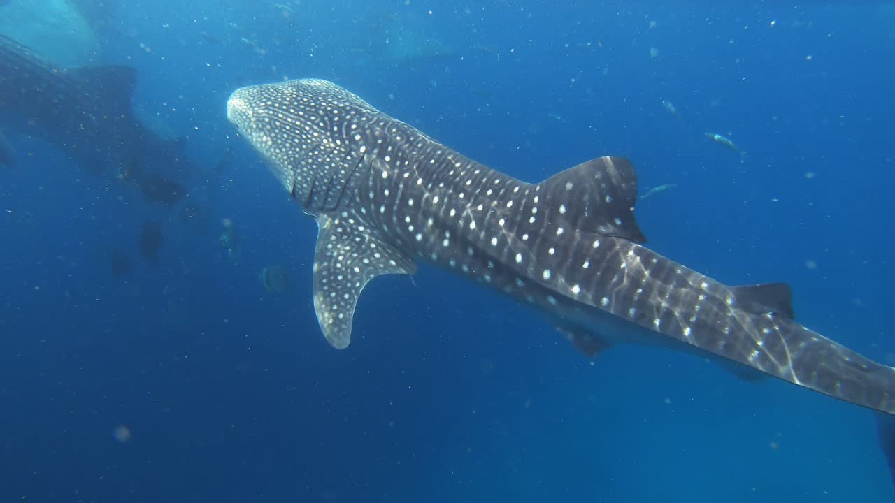 Mehrere Walhaie schwimmen in blauem Meerwasser.