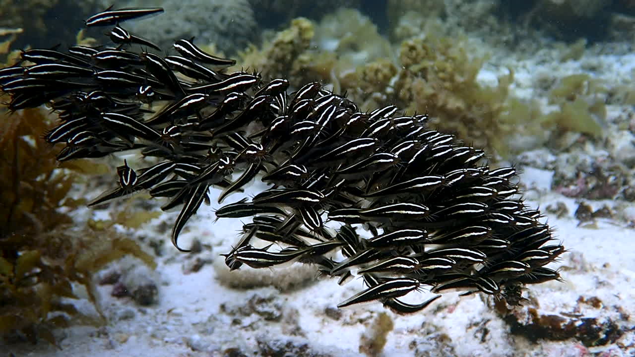Close up on juveniles striped eel catfish form dense ball-shaped school in a shallow reef. Moalboal, Cebu, Philippines.