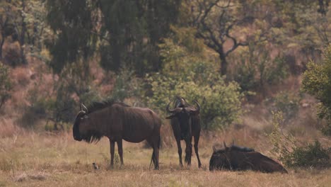 Three-common-wildebeests-resting-in-african-savannah-heat,-one-lying