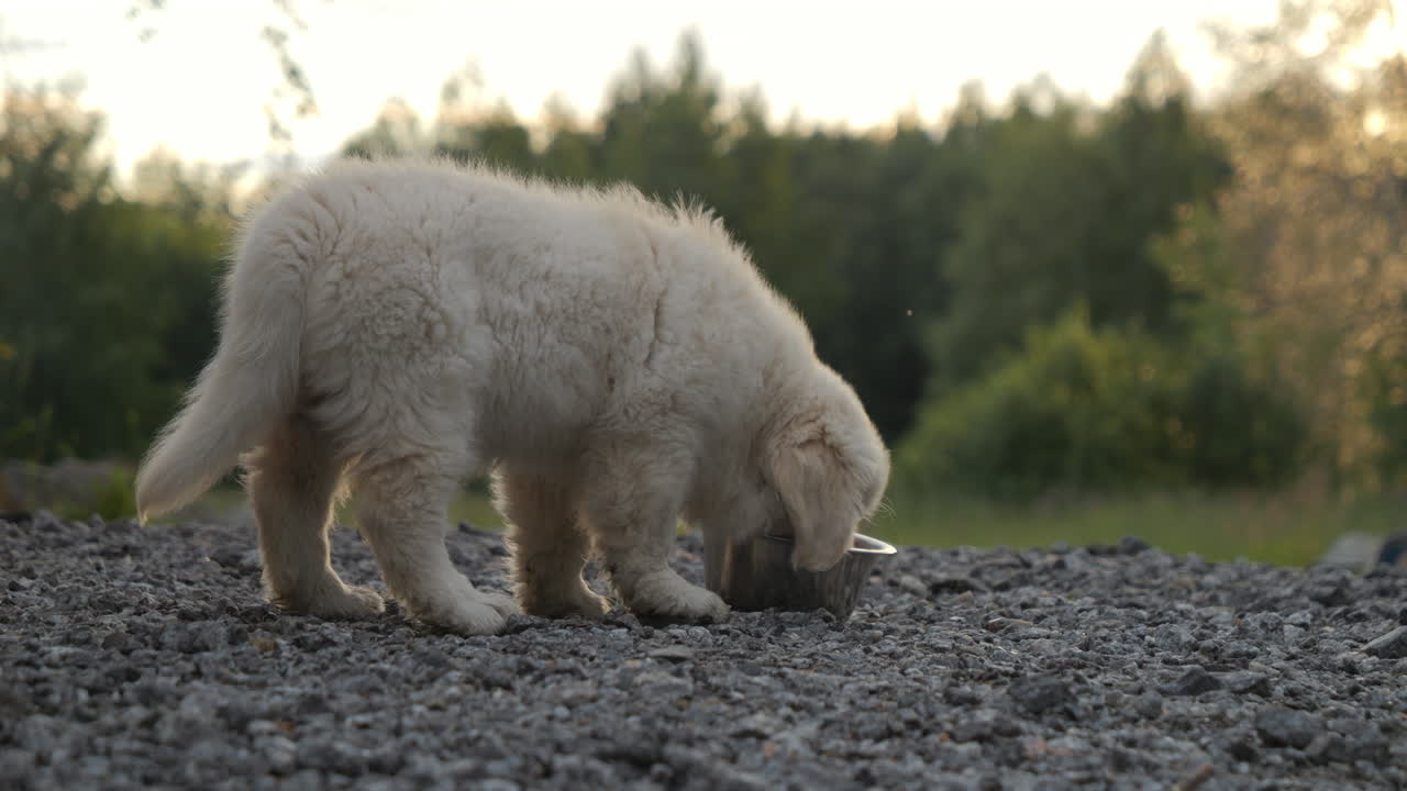 un lindo cachorro de golden retriever comiendo una taza de metal al aire libre, vista estática