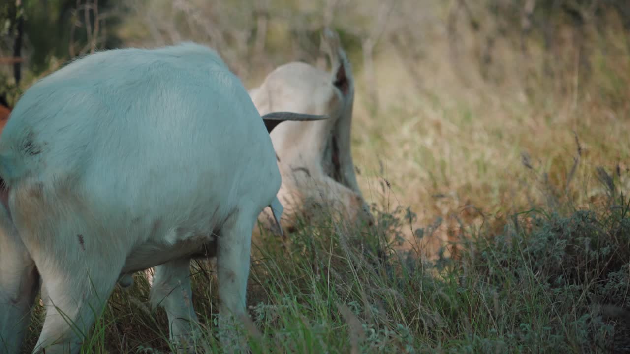 White color goats eating grass outdoors moving through bush vegetation, goats are member of the Bovidae family of animals, natural environment during sunshine day, domesticated animals concept