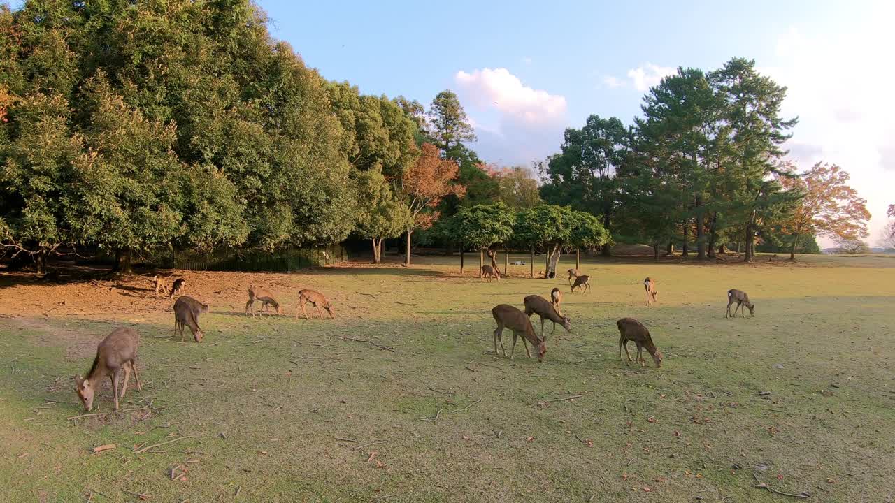 Wild Nara's deer peacefully pasture on sunny autumn day in Nara park, Japan