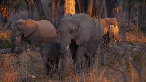 detail of small herd of elephants during golden hour