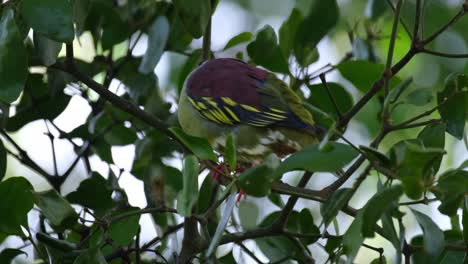 moviendo su cola y saltando alrededor mirando curiosamente y luego se va hacia la izquierda, paloma verde de pico grueso treron curvirostra, tailandia