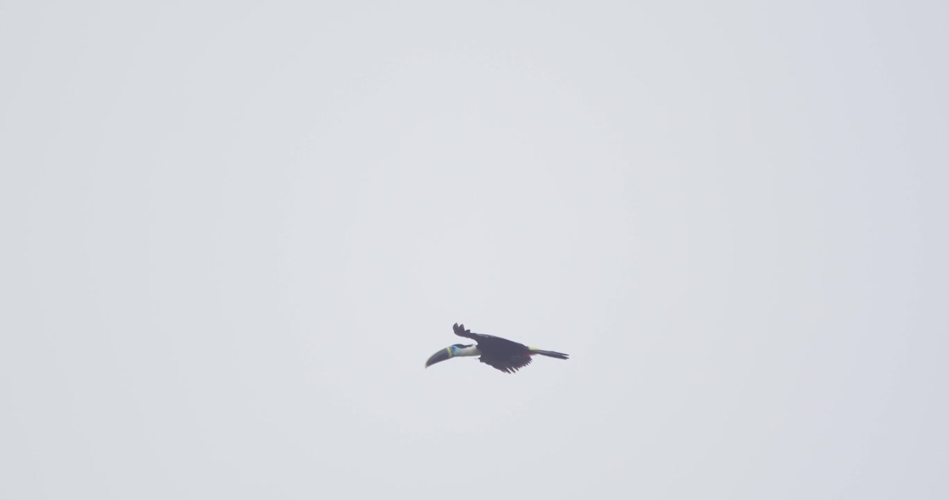 A white throated toucan flies and glides in the sky before landing onto a tree, follow shot