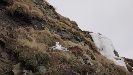 northern fulmar pair at nesting site on rugged cliffside while other fly over