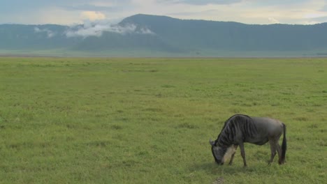 a wildebeest grazes on the plains of africa