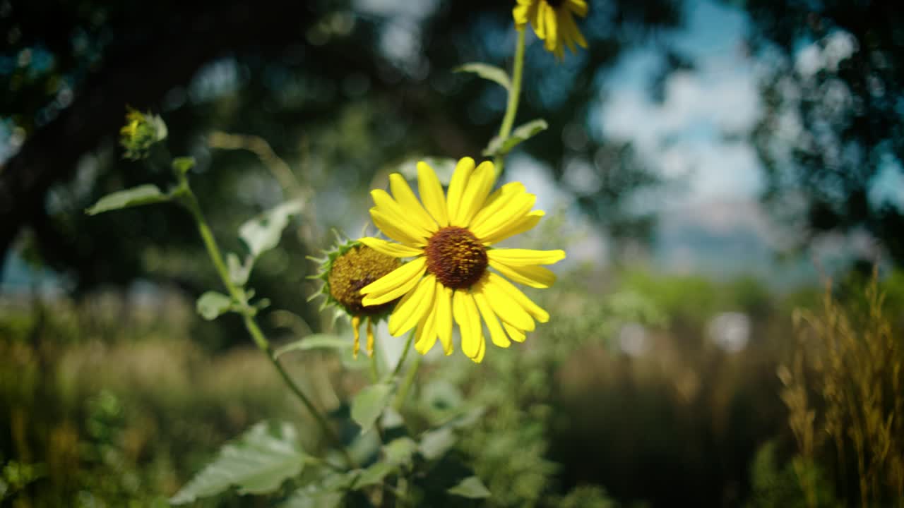 Capture the vibrant beauty of wild sunflowers dancing in a field, showcasing the allure of nature's golden bloom