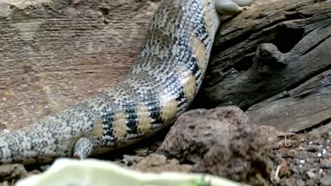 short-tailed shingleback skink climbing up on a tree log