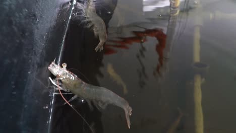 shrimp farm. large prawns swim inside the water on a modern farm. close-up.