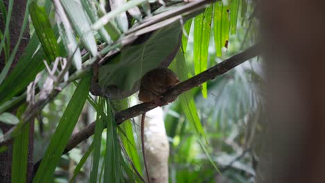 el tarsio envuelve brazos y piernas alrededor de una rama delgada que descansa bajo hojas de follaje tropical