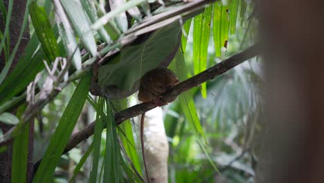 tarsier wraps arms and legs around thin branch resting under tropical foliage leaves